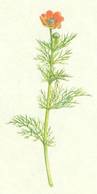 Pryskynkovit - Hlavkovec letn