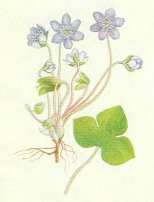 Pryskynkovit - Jaternk trojlalon