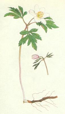 Pryskynkovit - Sasanka hajn