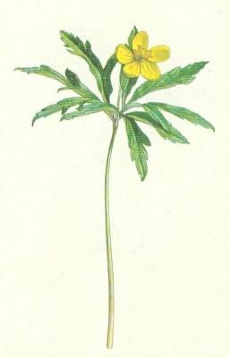 Pryskynkovit - Sasanka pryskynkovit