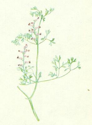 Zemdmovit - Zemdm lkask