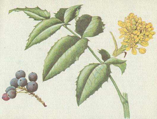 Dilovit - Mahnie cesmnolist