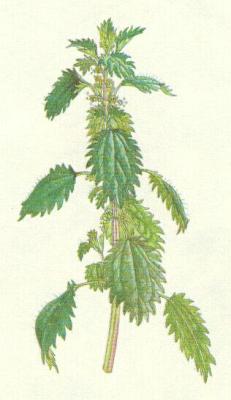 Kopivovit - ahavka ron