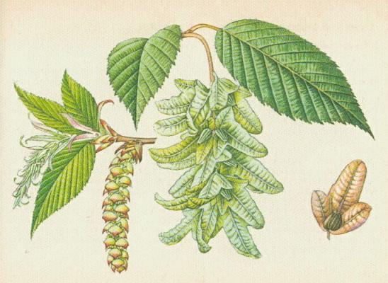 Lskovit - Habr obecn