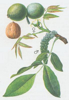 Oekovit - Oek krlovsk