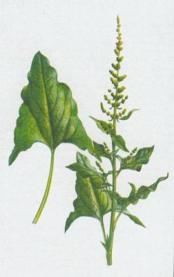 Merlkovit - Merlk vedobr