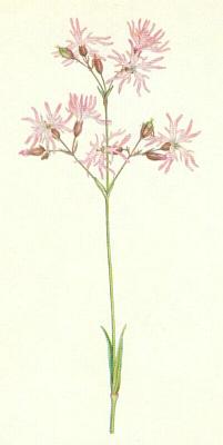 Hvozdkovit - Kohoutek lun