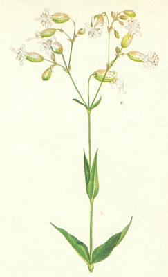 Hvozdkovit - Silenka nadmut