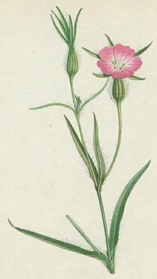 Hvozdkovit - Koukol poln