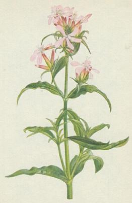 Hvozdkovit - Mydlice lkask