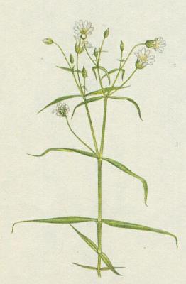 Hvozdkovit - Ptainec velkokvt