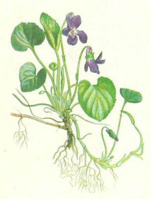 Violkovit - Violka vonn