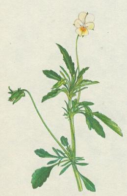 Violkovit - Violka roln