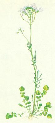 Brukvovit - einice lun