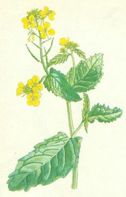 Brukvovit - Hoice roln