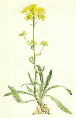 Brukvovit - Taice skaln