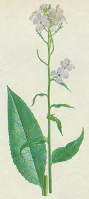 Brukvovit - Veernice vonn