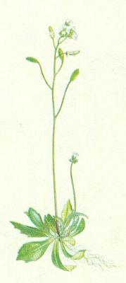 Brukvovit - Osvka jarn