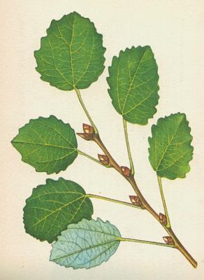 Vrbovit - Osika obecn