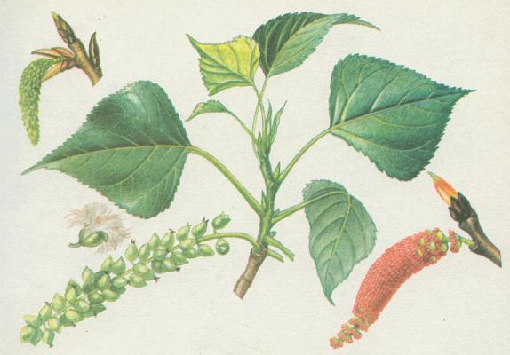 Vrbovit� - Topol �ern�