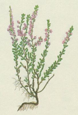 Vesovcovit - Ves obecn