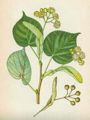 Lpovit - Lpa malolist