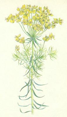 Prycovit - Pryec chvojka