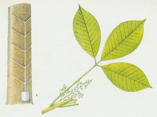 Prycovit - Kauukovnk brazilsk