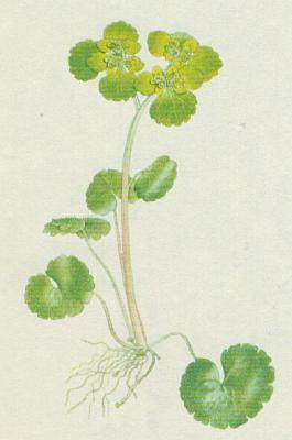 Lomikamenovit - Mokr stdavolist