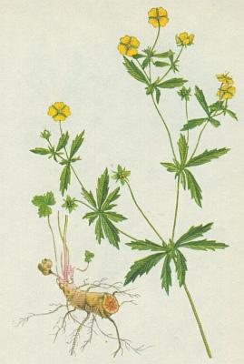 Rovit - Mochna ntrnk