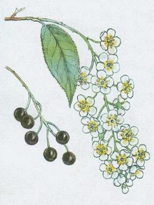 Rovit - Stemcha obecn