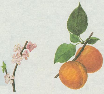 Rovit - Meruka obecn