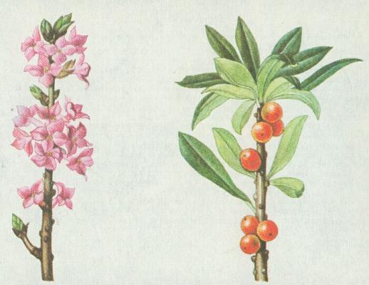 Vrabenicovit - Lkovec jedovat