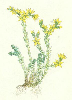 Tlustcovit - Rozchodnk prudk