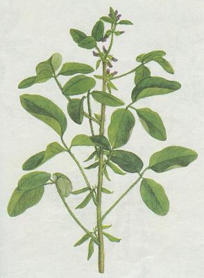 Bobovit - Sja lutinat