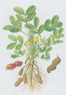 Bobovit - Podzemnice olejn