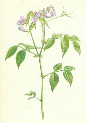 Bobovit - Hrachor jarn