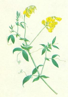 Bobovit - Hrachor lun