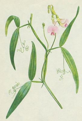 Bobovit - Hrachor lesn