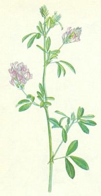 Bobovit - Tolice set