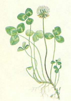 Bobovit - Jetel plaziv