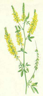 Bobovit - Komonice lkask