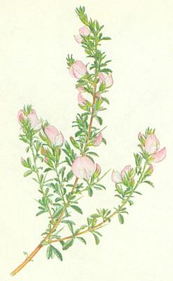 Bobovit - Jehlice trnit