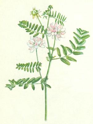 Bobovit - iorka pestr