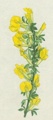 Bobovit - ilimnk srstnat