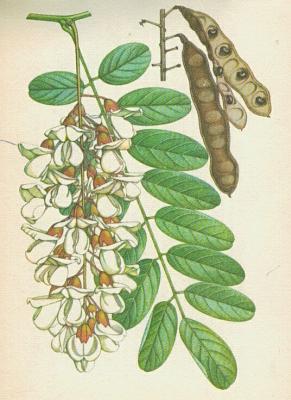 Bobovit - Trnovnk akt