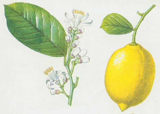 Routovité - Citroník citrónový