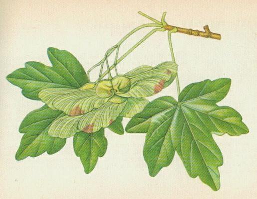 Javorovit - Babyka obecn