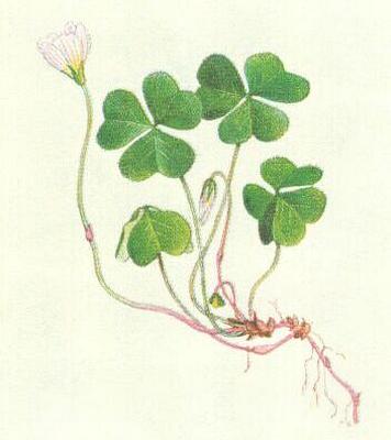 avelovit - avel kysel