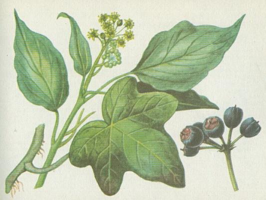 Aralkovit - Bean popnav